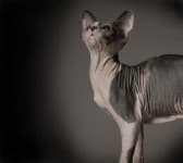 Sample 2 – Sphynx