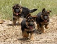 Sample 1 – German shepherd