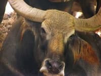 Sample 3 – Water buffalo