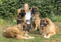 Leonberg image dataset preview