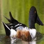 Sample 5 – Northern shoveler