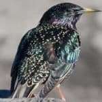 Sample 6 – Common starling