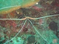 Sample 6 – Spiny lobster