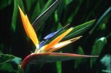 Sample 4 – Bird of paradise flower