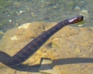 Sample 1 – Water snake