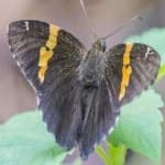 Sample 6 – Banded butterfly