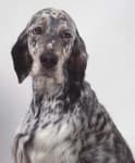 Sample 4 – English setter
