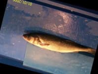 Sample 4 – Sea bass