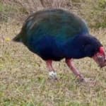 Sample 5 – Takahe