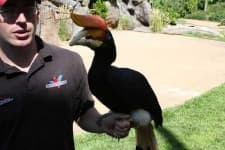 Sample 4 – Hornbill