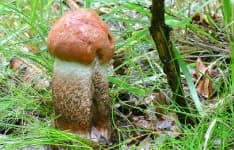 Sample 6 – Bolete