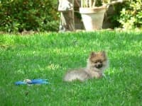 Sample 6 – Pomeranian