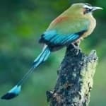 Sample 3 – Turquoise motmot