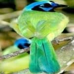 Sample of Green jay