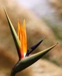 Sample 22 – Bird of paradise flower