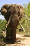 Sample 6 – Tusker