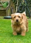 Sample 5 – Norfolk terrier