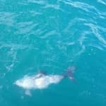 Sample 6 – Dolphin
