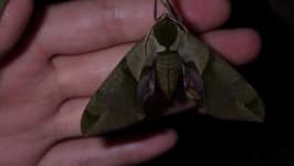 Sample 4 – Moths and butterflies