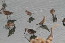 Sample 3 – Dowitcher