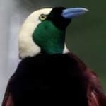 Sample 12 – Bird of paradise bird