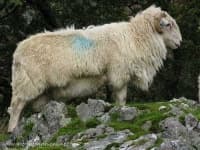 Sample 3 – Ram