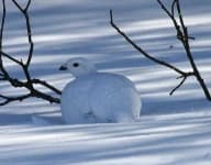 Sample 3 – Ptarmigan