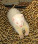 Sample 4 – Polecat