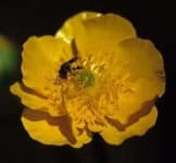Sample 5 – Buttercup