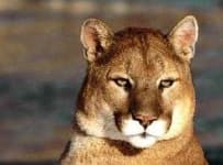 Sample 4 – Cougar face