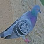 Sample 2 – Rock dove