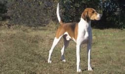 Sample 5 – English foxhound