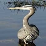 Sample 1 – Blue heron