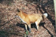 Sample 4 – Red fox