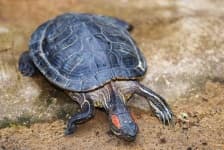 Sample 5 – Sea turtle