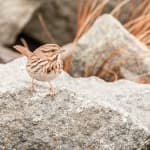 Sample 4 – Sparrow