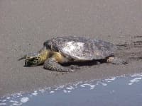 Sample 4 – Leatherback turtle