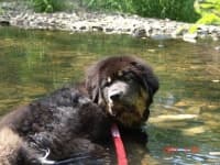 Sample 2 – Tibetan mastiff