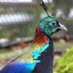 Sample 5 – Himalayan monal