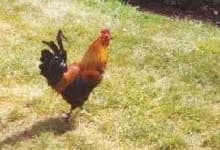 Sample 6 – Rooster
