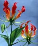Sample 1 – Fire lily