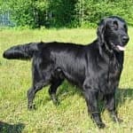 Sample 1 – Flat coated retriever
