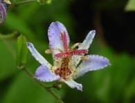 Sample 2 – Toad lily