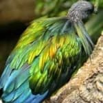 Sample 5 – Nicobar pigeon