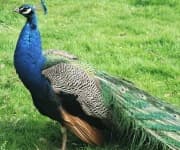 Sample 4 – Peacock