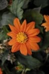 Sample 2 – Orange dahlia