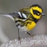 Sample 1 – Townsends warbler