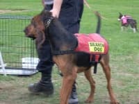 Sample 3 – Bloodhound