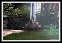 Sample 3 – Partridge