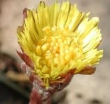 Sample 20 – Colts foot